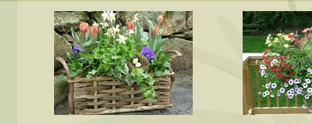 Container gardening, gardening, garden design, uncommon plants