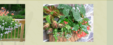 Window boxes, urns, planters, wreaths, centerpieces, seasonal displays